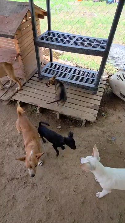 Enlarge Trini, an adopted Mixed Breed in Las Jarretaderas, NAY video 6/6