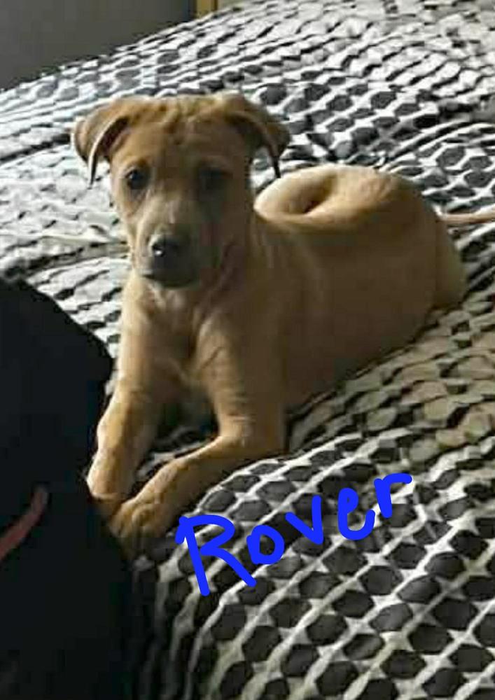Rover, Adoptable, Puppy Male Rhodesian Ridgeback & American Staffordshire Terrier.
