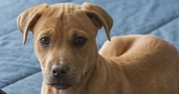 Enlarge Rover, a Adoptable mixed breed in Norfolk, MA image 1/1