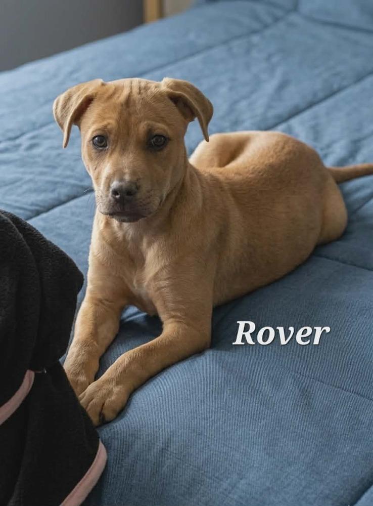 Enlarge Rover, a Adoptable mixed breed in Norfolk, MA image 2/2