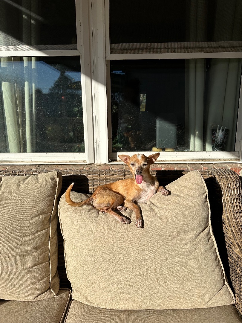 Willy, Adopted, Senior Male Chihuahua.