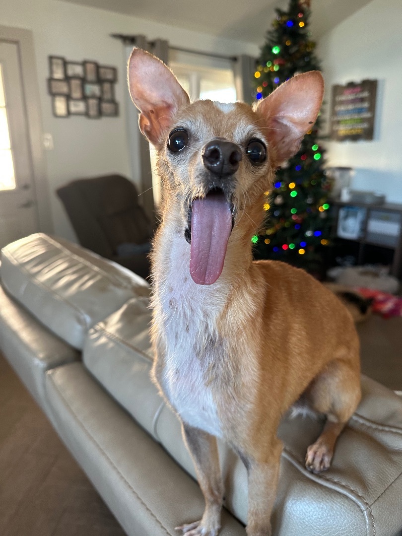 Willy, a Adopted Chihuahua in Euless, TX image 2/6
