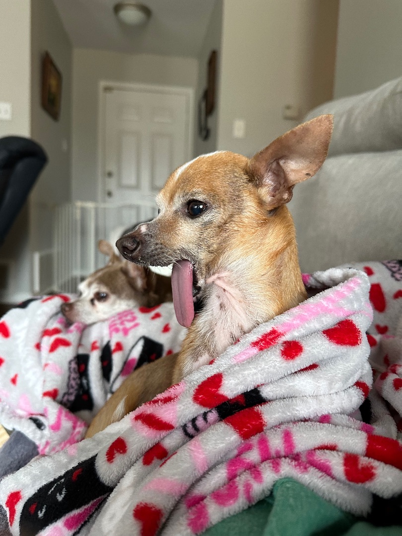 Willy, a Adopted Chihuahua in Euless, TX image 3/6