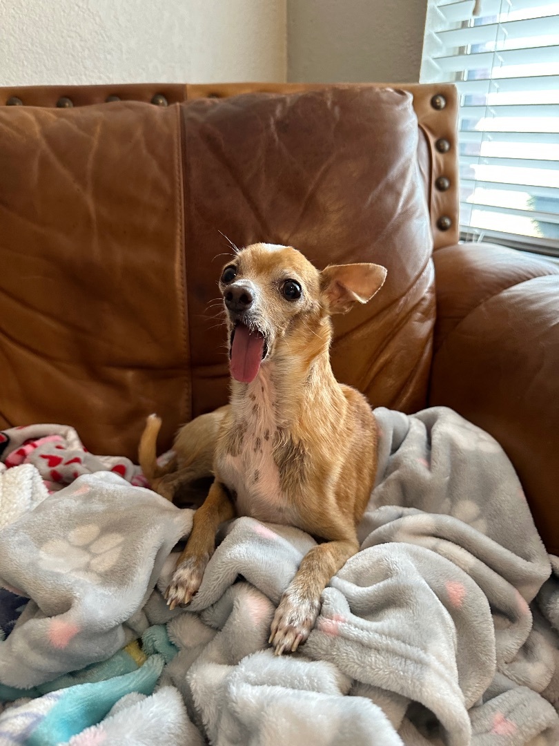 Willy, a Adopted Chihuahua in Euless, TX image 4/6