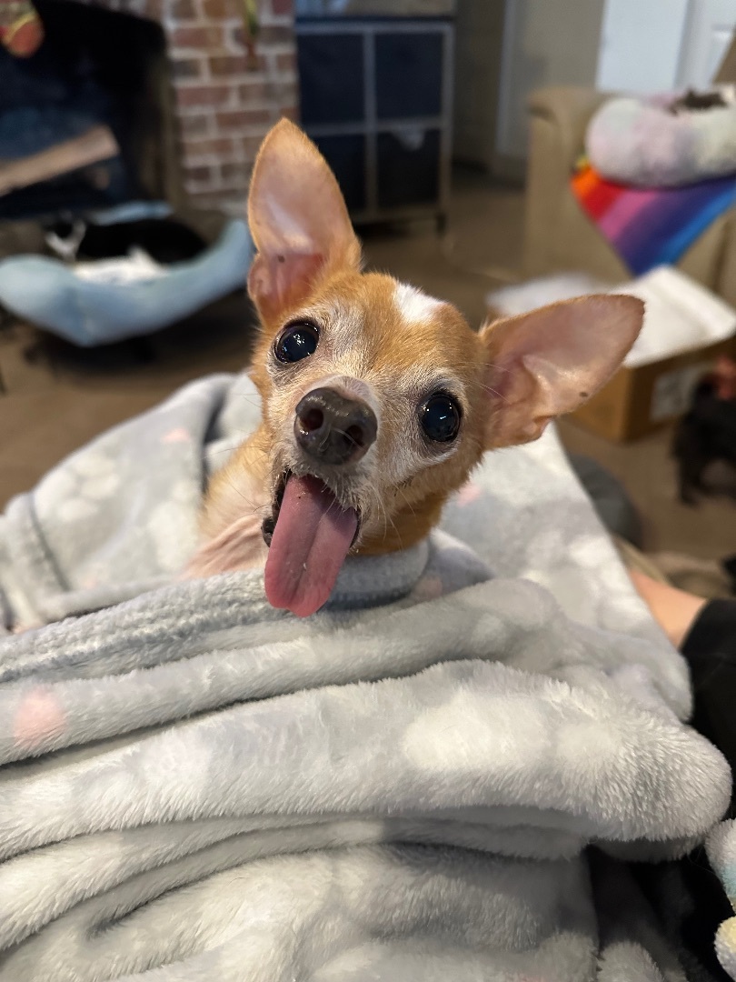 Willy, a Adopted Chihuahua in Euless, TX image 5/6