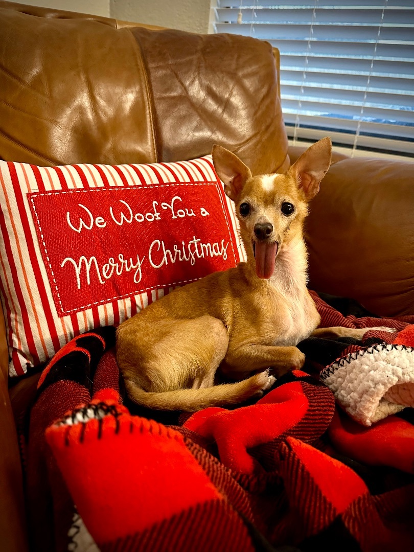 Willy, a Adopted Chihuahua in Euless, TX image 6/6