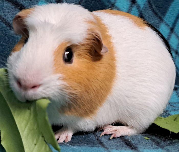Peanut Butter, Adoptable, Adult Male Guinea Pig.
