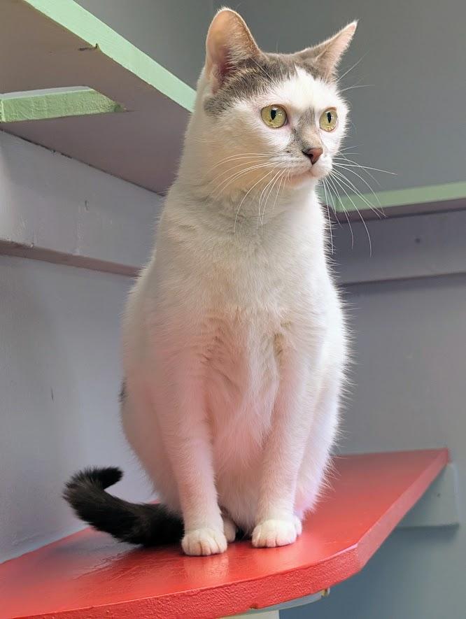 Enlarge Aurora, a Adoptable mixed breed in Waupun, WI image 1/3