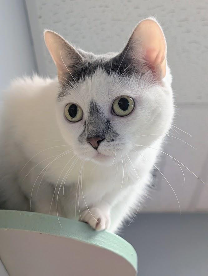 Enlarge Aurora, a Adoptable mixed breed in Waupun, WI image 2/3