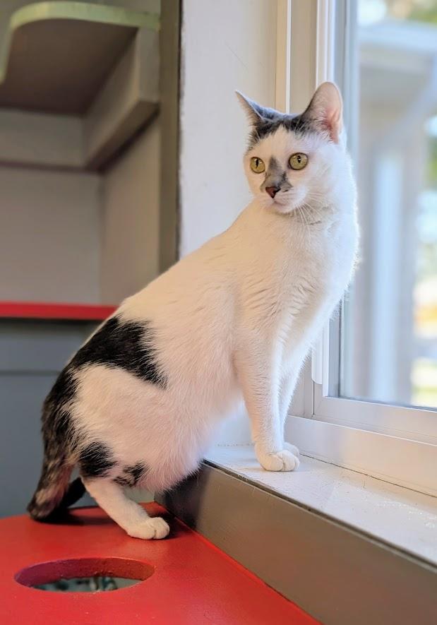 Enlarge Aurora, a Adoptable mixed breed in Waupun, WI image 3/3