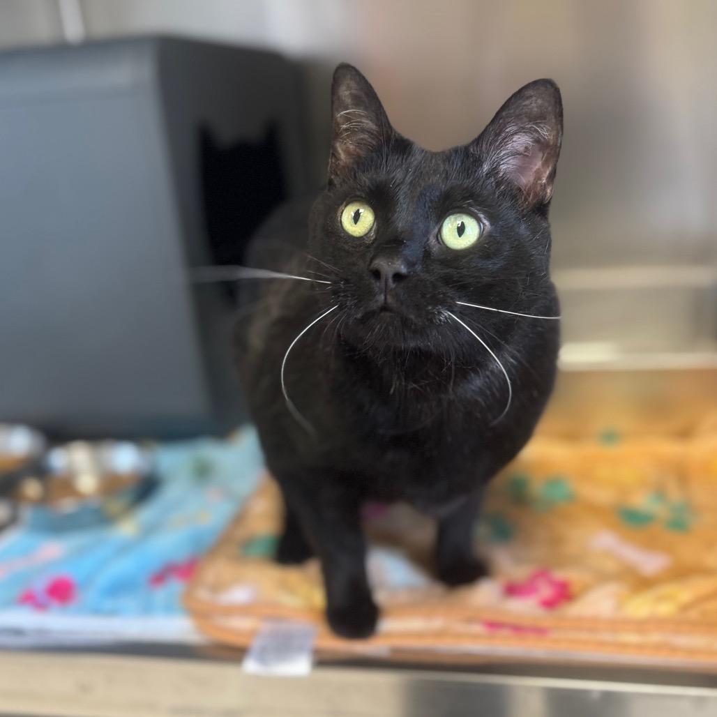 Enlarge Bit, a ADOPTABLE Domestic Short Hair in Kansas City, KS image 2/2