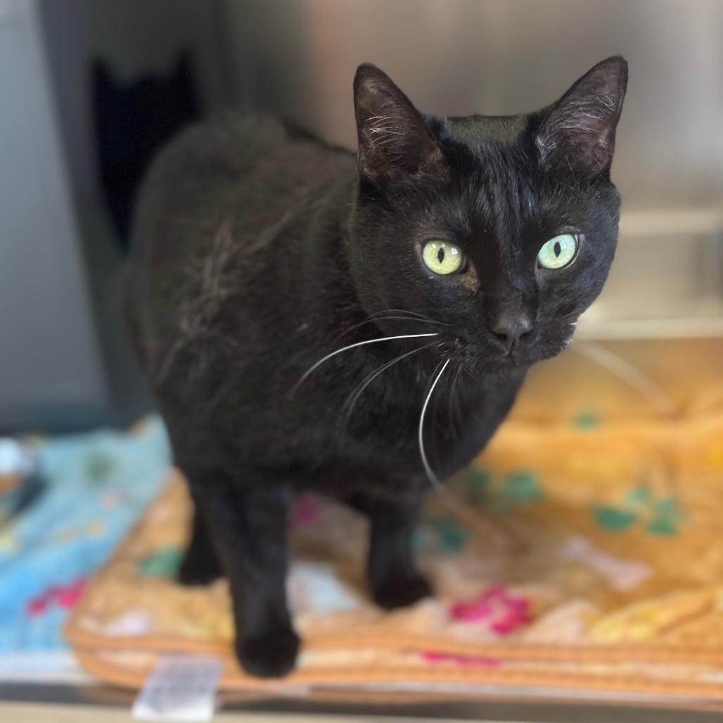 Enlarge Bit, a ADOPTABLE Domestic Short Hair in Kansas City, KS image 1/2