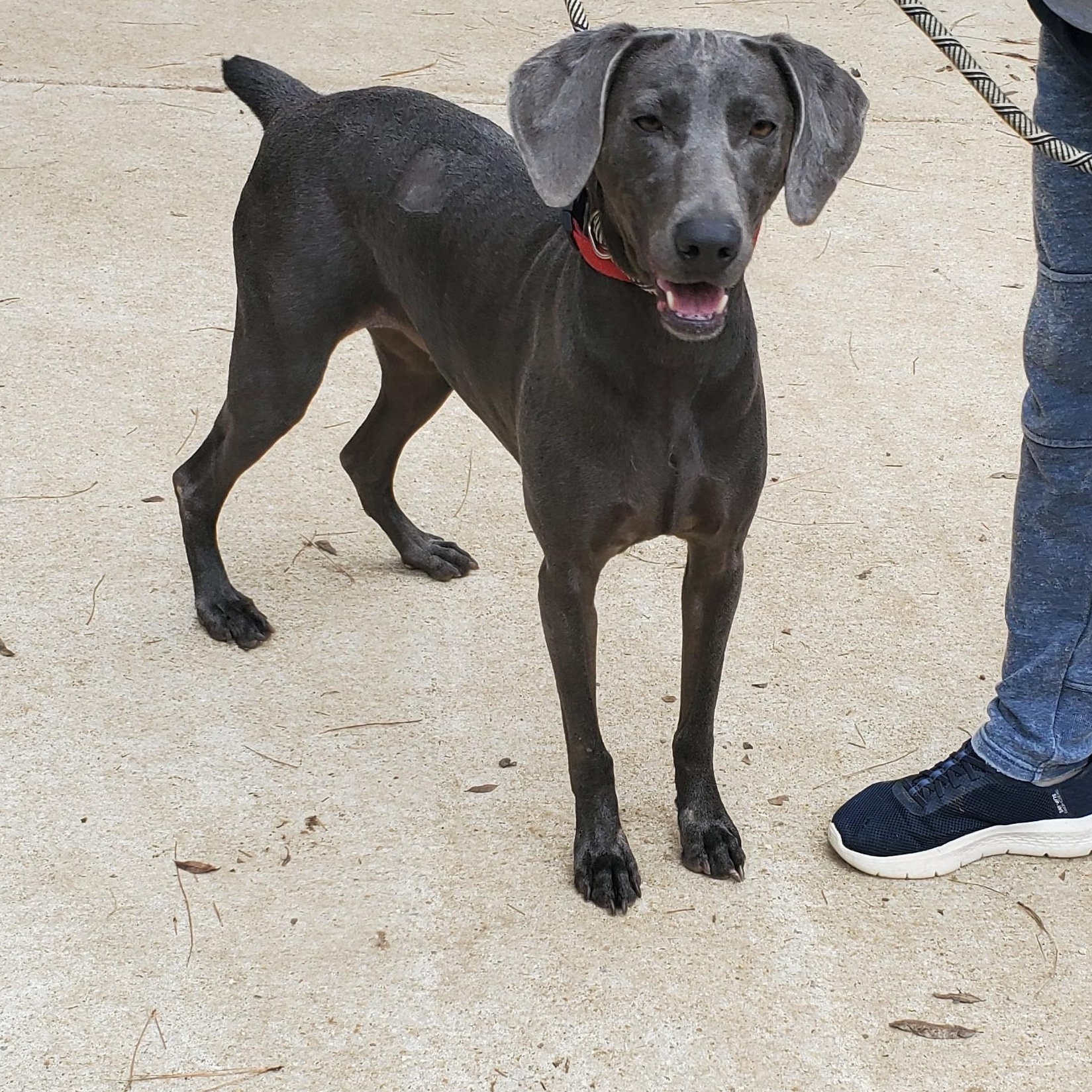 Wednesday, a Adoptable Weimaraner in Birmingham, AL image 3/3