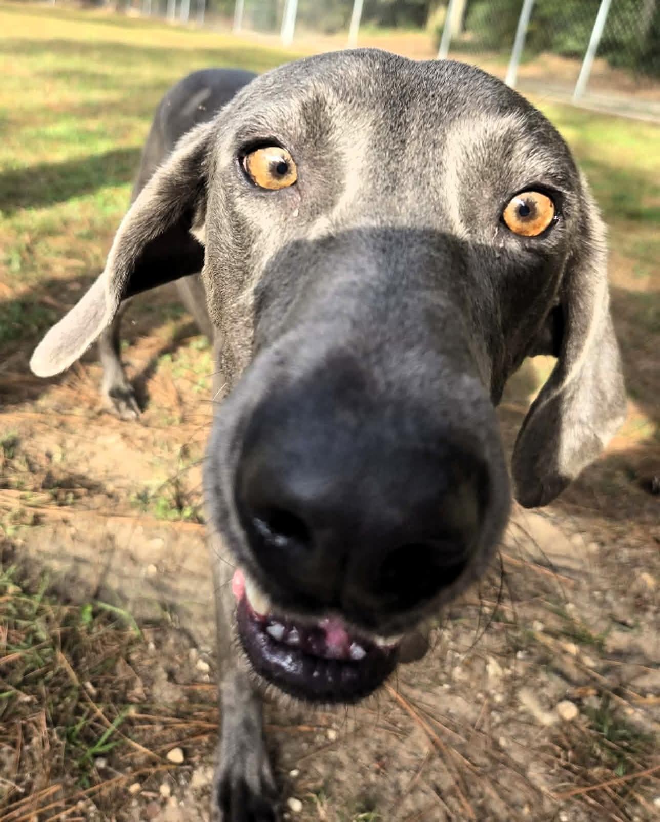 Wednesday, Adoptable, Young Female Weimaraner.