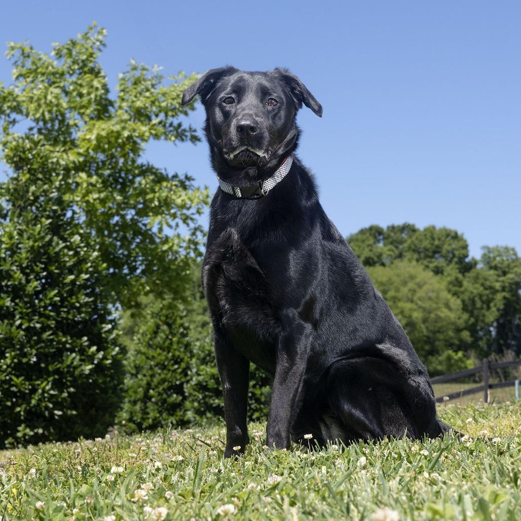 Luna, Adoptable, Adult Female Mixed Breed.