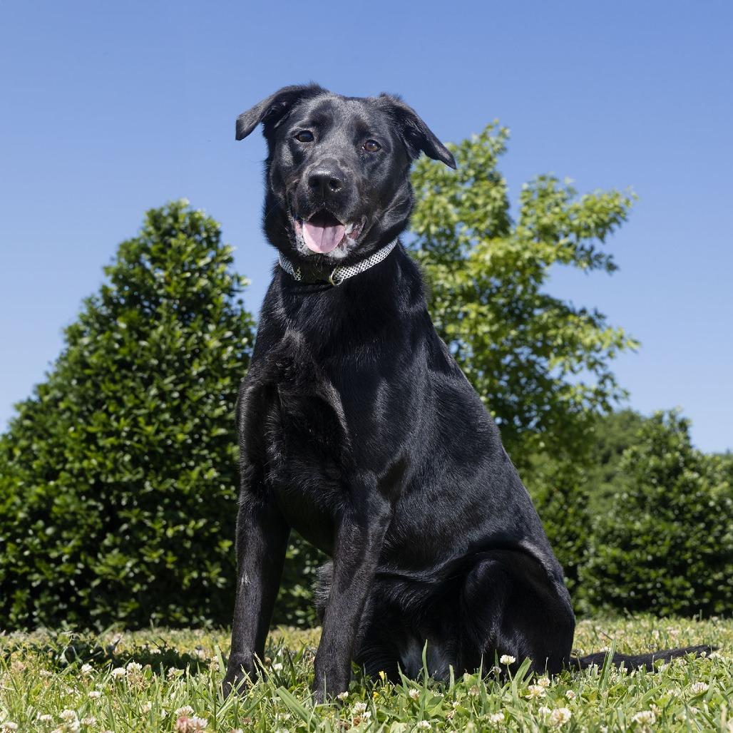 Enlarge Luna, a Adoptable Mixed Breed in Franklin, TN image 2/2