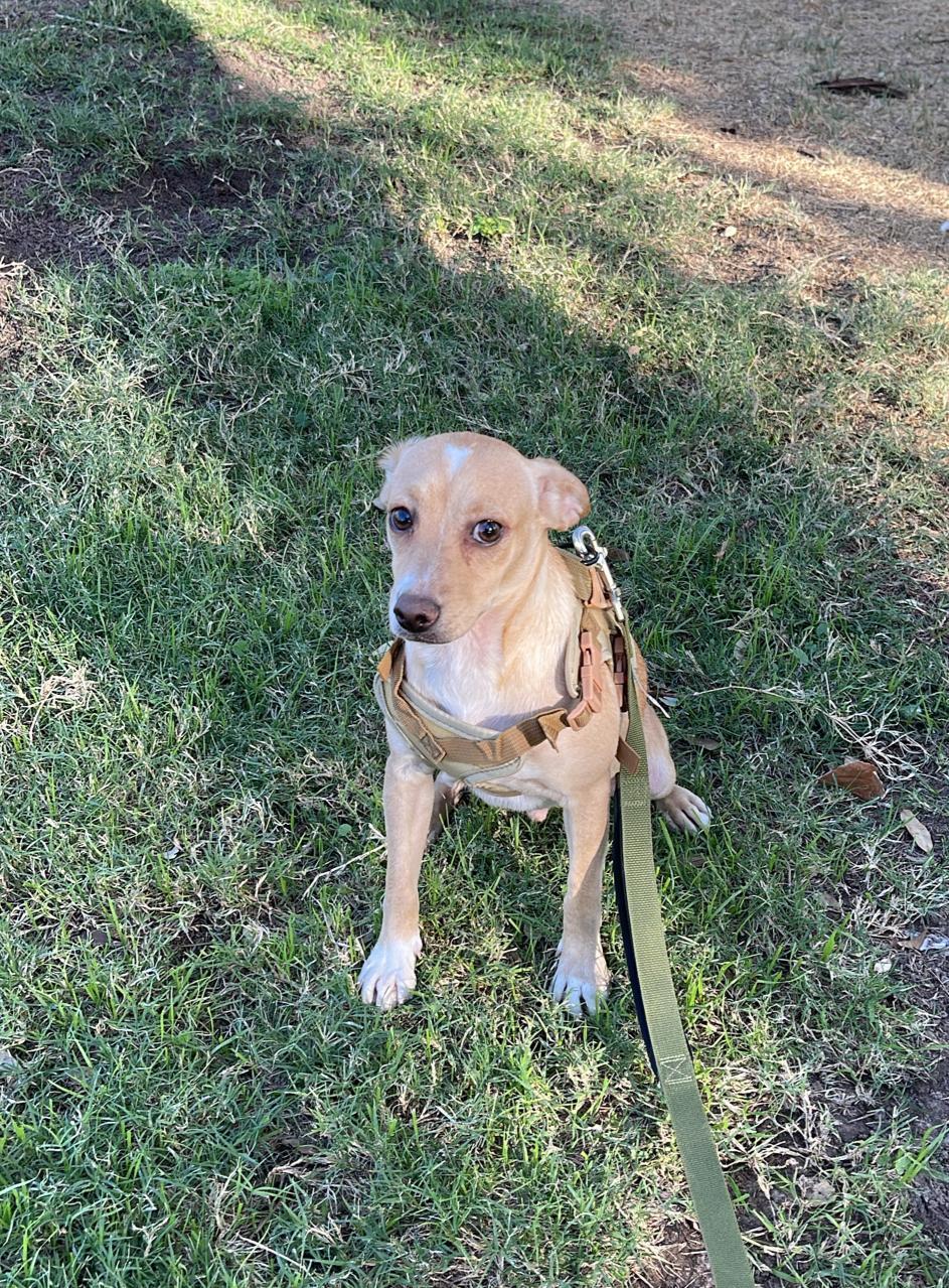 ENZO, Adoptable, Young Male Chihuahua & Dachshund.