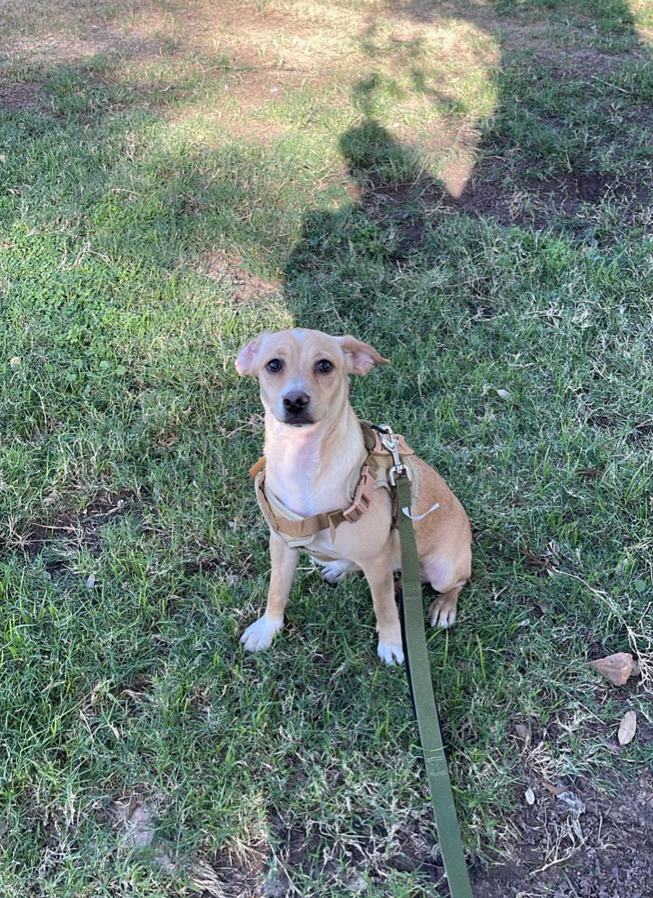 ENZO, a Adoptable mixed breed in Santa Monica, CA image 2/6