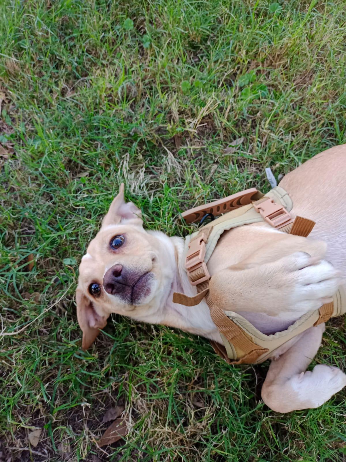 ENZO, a Adoptable mixed breed in Santa Monica, CA image 3/6