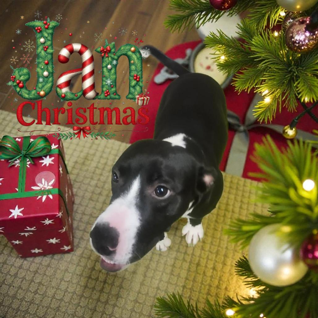 Jan, Adoptable, Young Female Black Labrador Retriever.