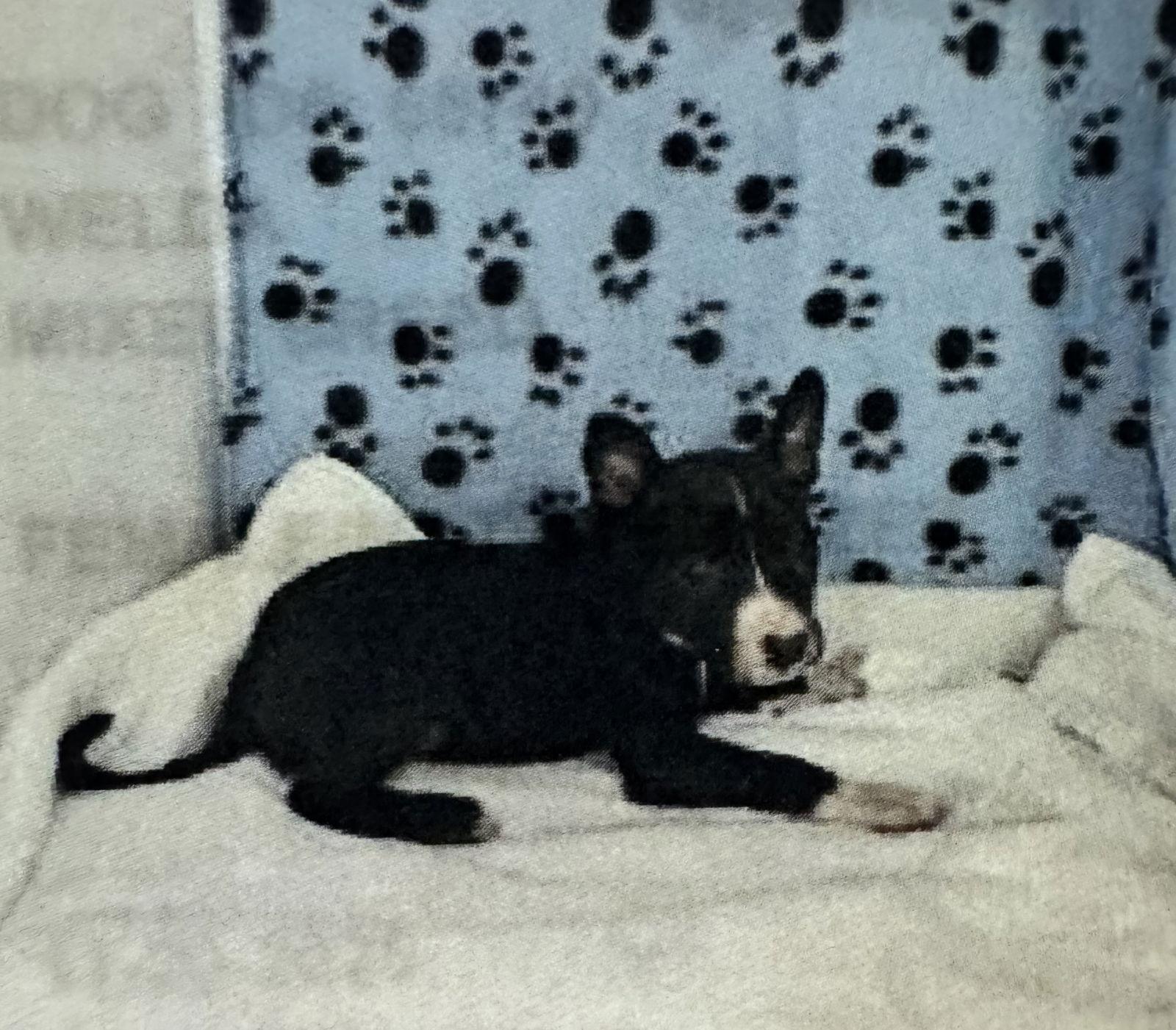 Enlarge Welda, a Adoptable Hound in Sanford, FL image 2/2