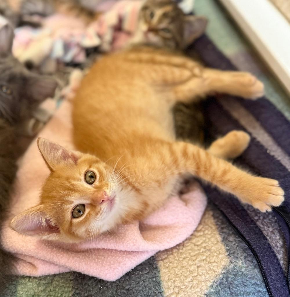 Milo, Adoptable, Kitten Male Domestic Short Hair.