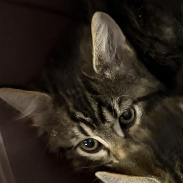 Enlarge Delta, a Adoptable mixed breed in Des Moines, IA image 2/2