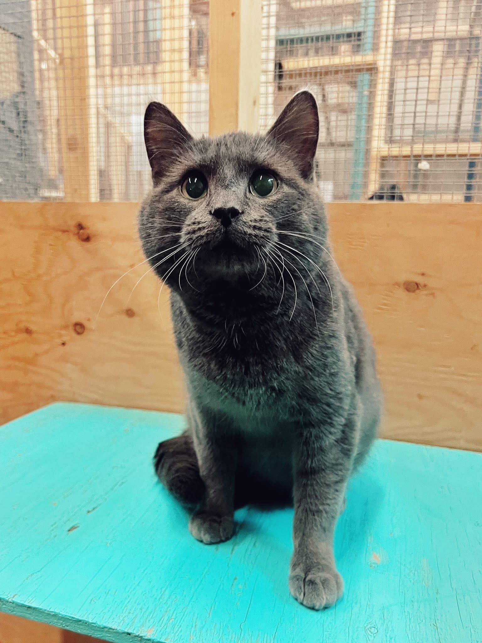 Chirp, Adoptable, Young Male Domestic Short Hair.