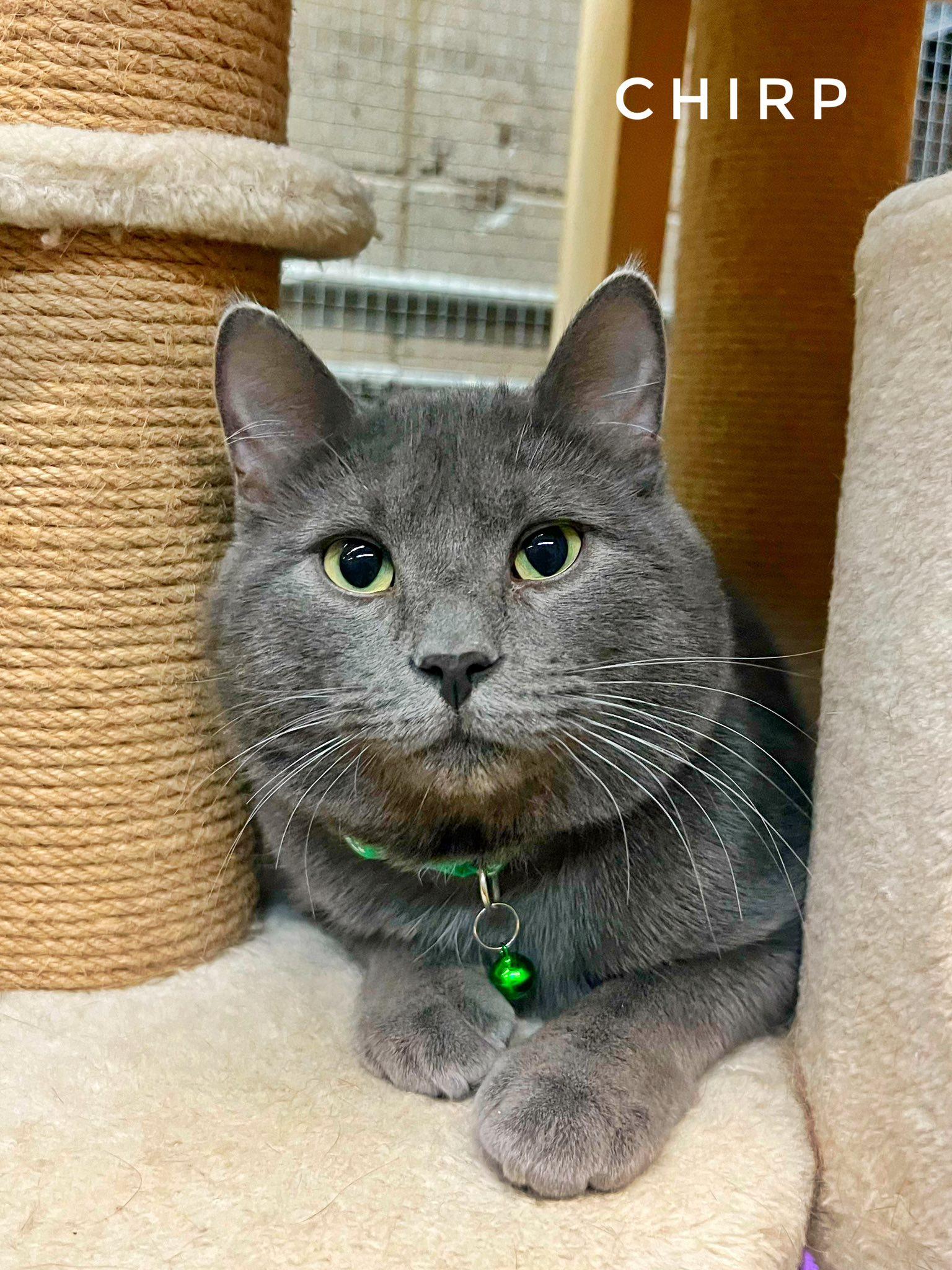 Chirp, Adoptable, Young Male Domestic Short Hair.