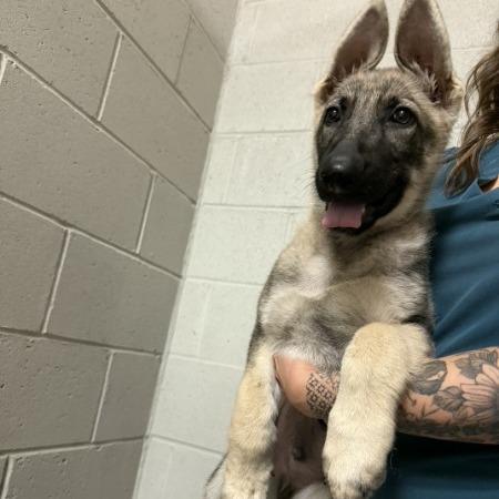 Sig, Adoptable, Puppy Male German Shepherd Dog.