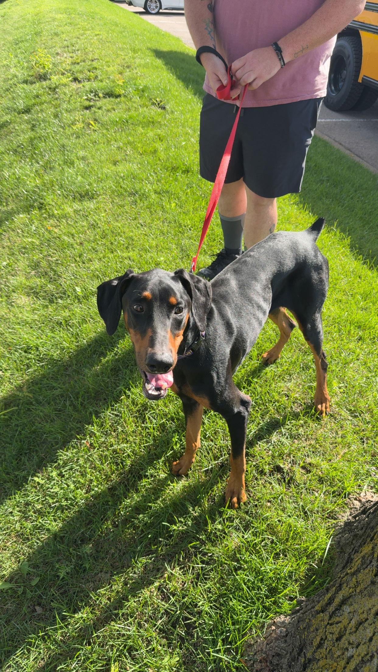 Hades Foster Needed!, Adoptable, Adult Male Doberman Pinscher.