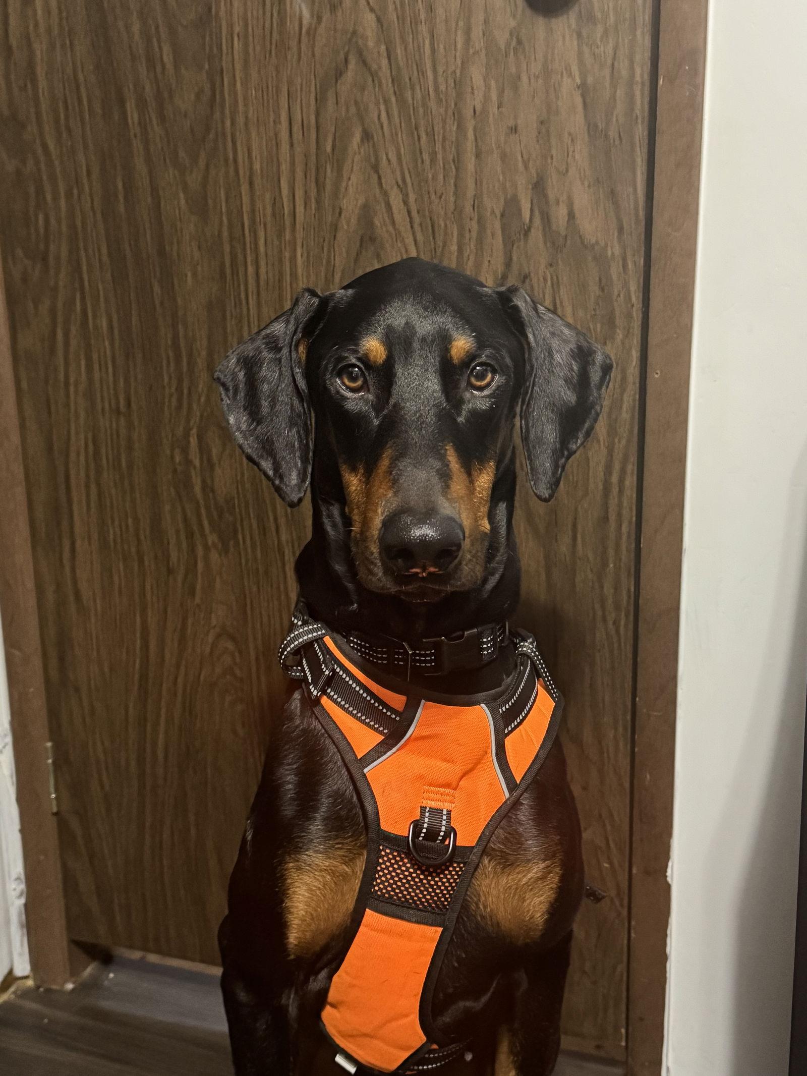 Hades Foster Needed!, a Adoptable Doberman Pinscher in Buffalo, MN image 2/3