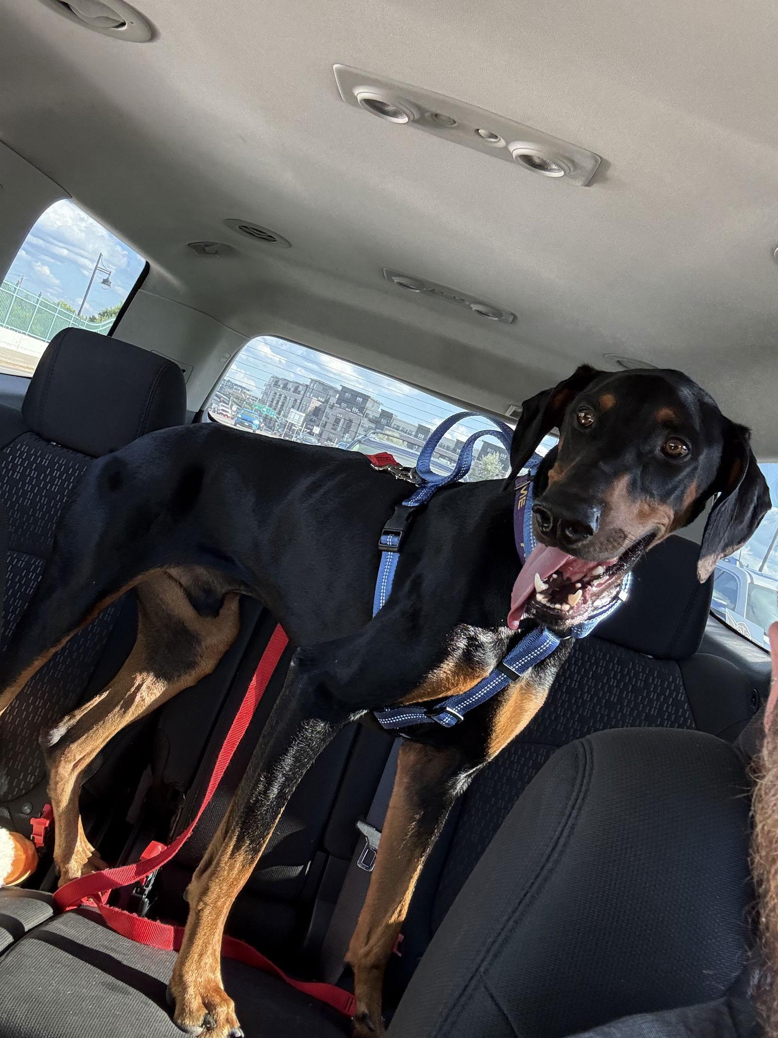 Hades Foster Needed!, a Adoptable Doberman Pinscher in Buffalo, MN image 3/3