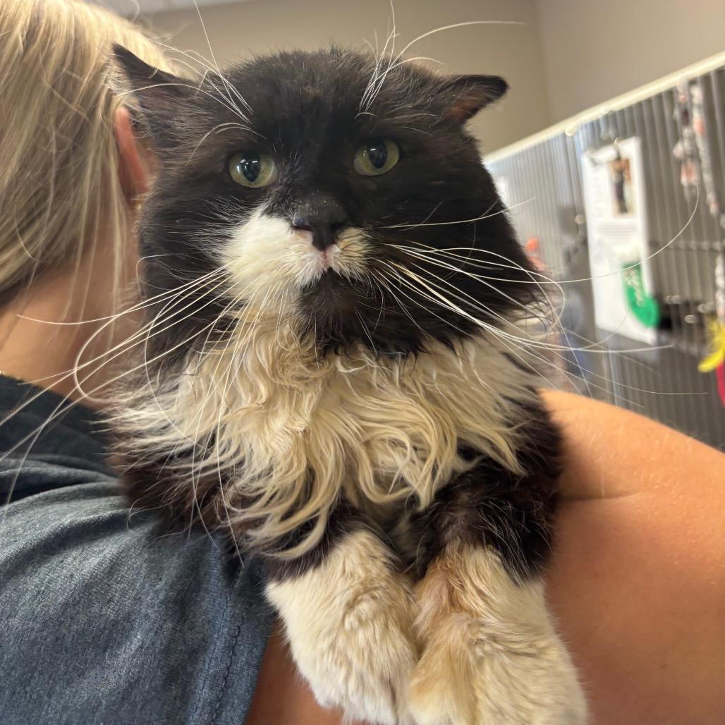 Enlarge Rusty, a Adoptable Domestic Medium Hair in Norfolk, NE image 1/1