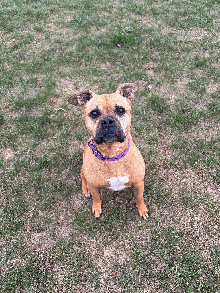 Enlarge DJ, a Adoptable mixed breed in Wabash, IN image 1/1