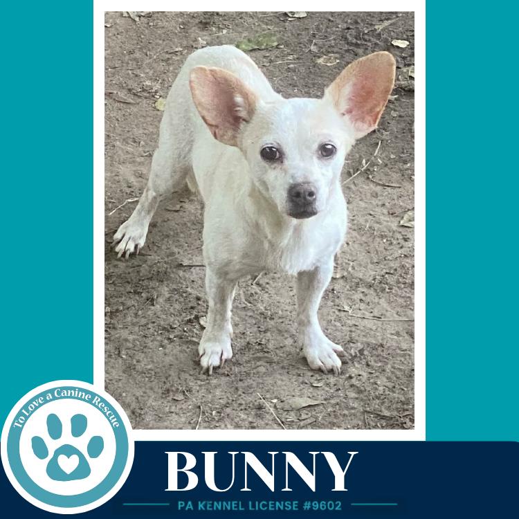 Enlarge Bunny 091226, a Adoptable mixed breed in Kimberton, PA image 1/3