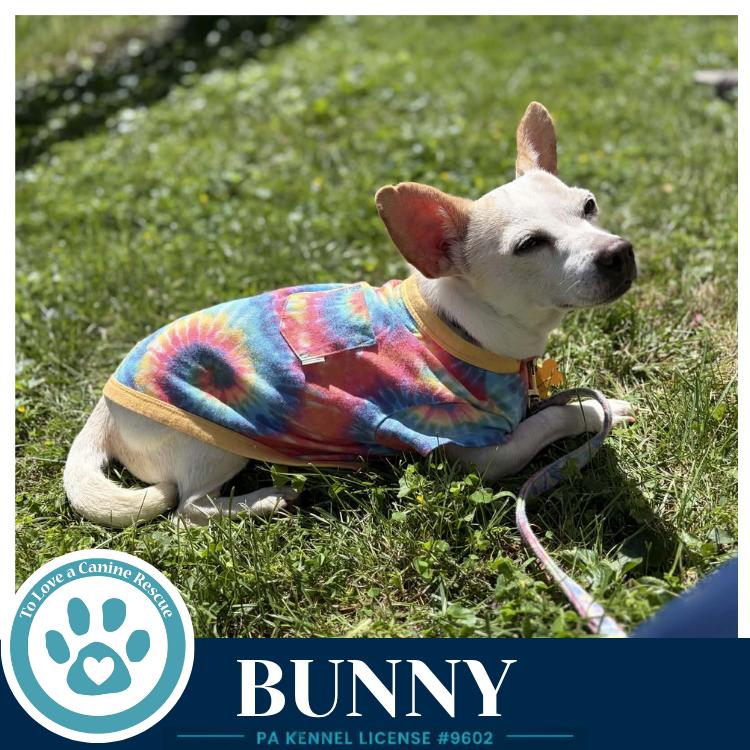 Enlarge Bunny 091226, a Adoptable mixed breed in Kimberton, PA image 2/3