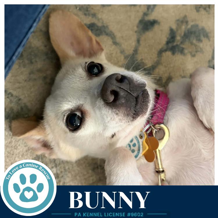 Enlarge Bunny 091226, a Adoptable mixed breed in Kimberton, PA image 3/3