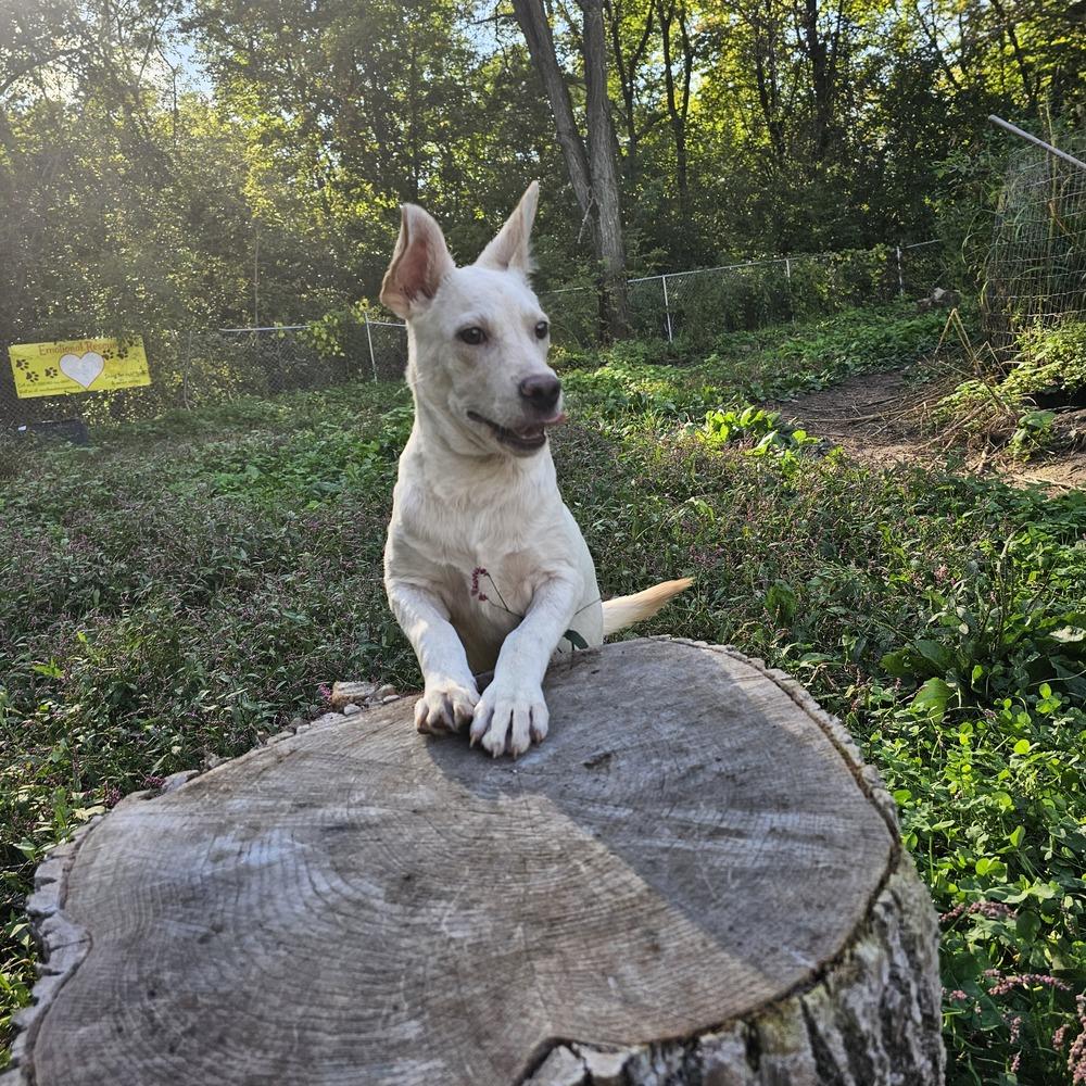 Enlarge Lamb Chop, a Adoptable mixed breed image 1/6