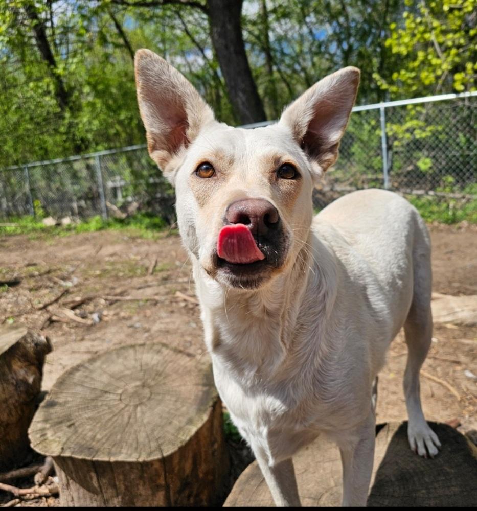 Lamb Chop, Adoptable, Puppy Male Labrador Retriever & Lancashire Heeler.