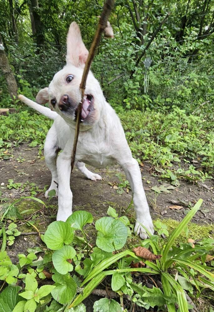 Lamb Chop, Adoptable, Puppy Male Labrador Retriever & Lancashire Heeler.