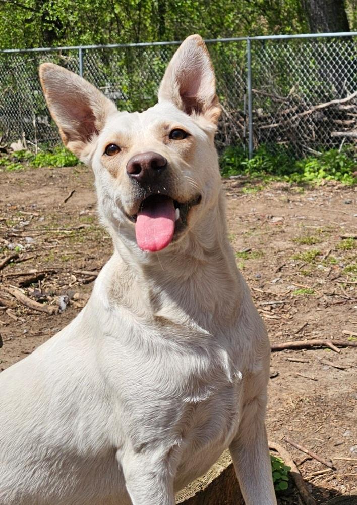 Enlarge Lamb Chop, a Adoptable mixed breed in Hastings, MN image 2/4
