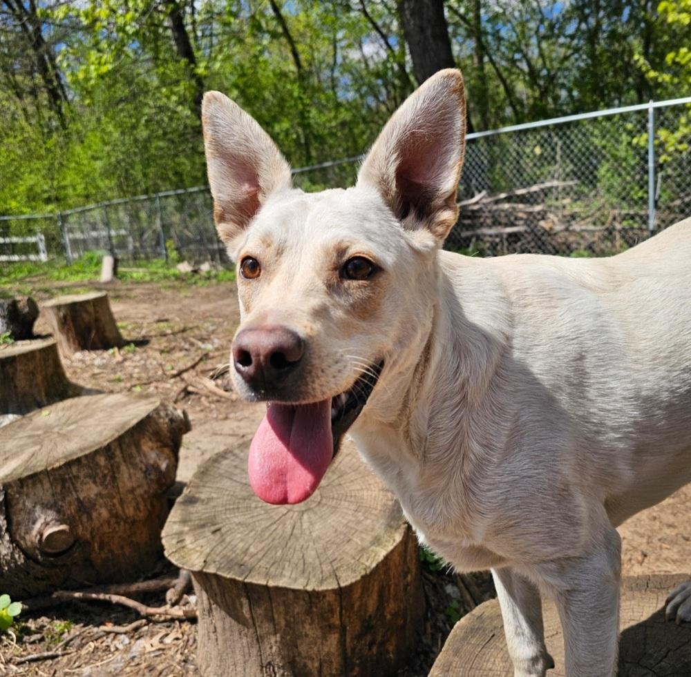 Enlarge Lamb Chop, a Adoptable mixed breed in Hastings, MN image 3/4