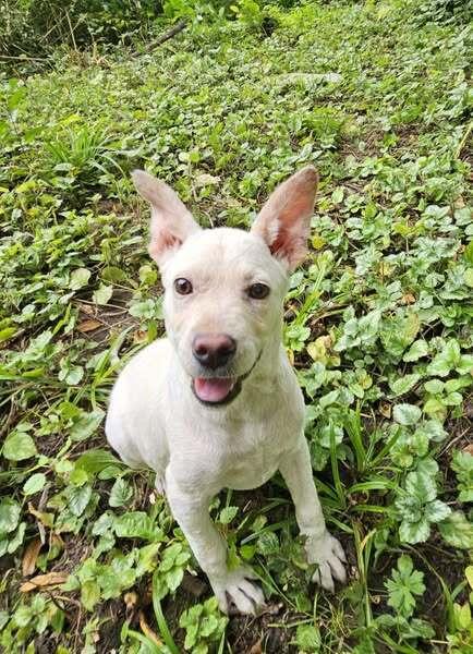 Enlarge Lamb Chop, a Adoptable mixed breed image 4/6