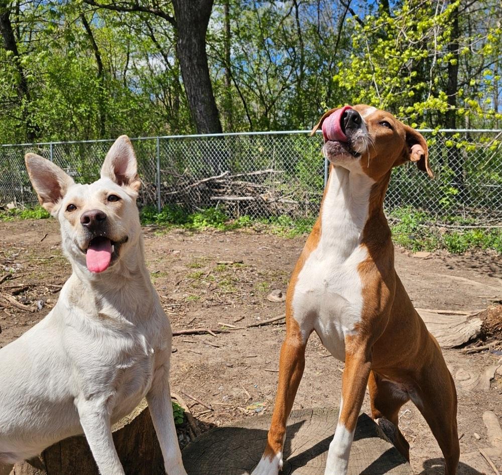 Enlarge Lamb Chop, a Adoptable mixed breed in Hastings, MN image 4/4