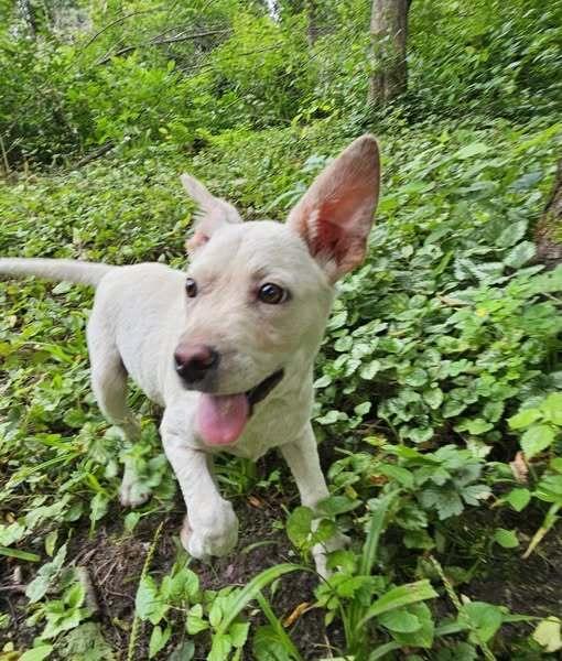 Enlarge Lamb Chop, a Adoptable mixed breed image 5/6
