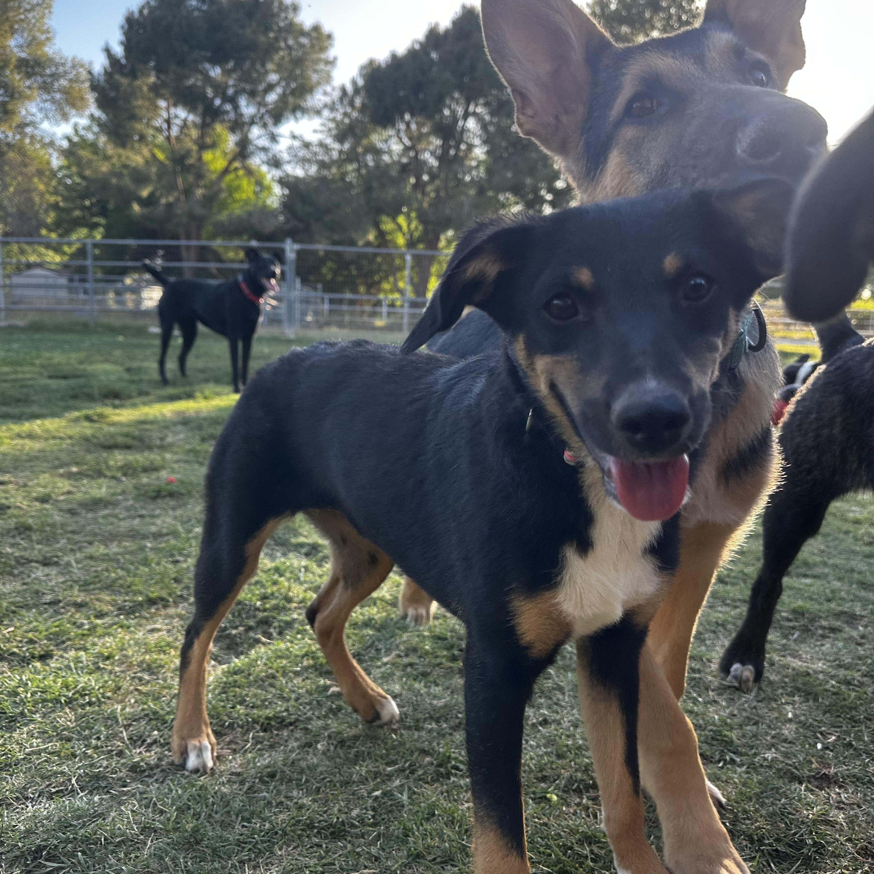 Enlarge Gretel, a ADOPTABLE mixed breed in Gilbert, AZ image 6/6
