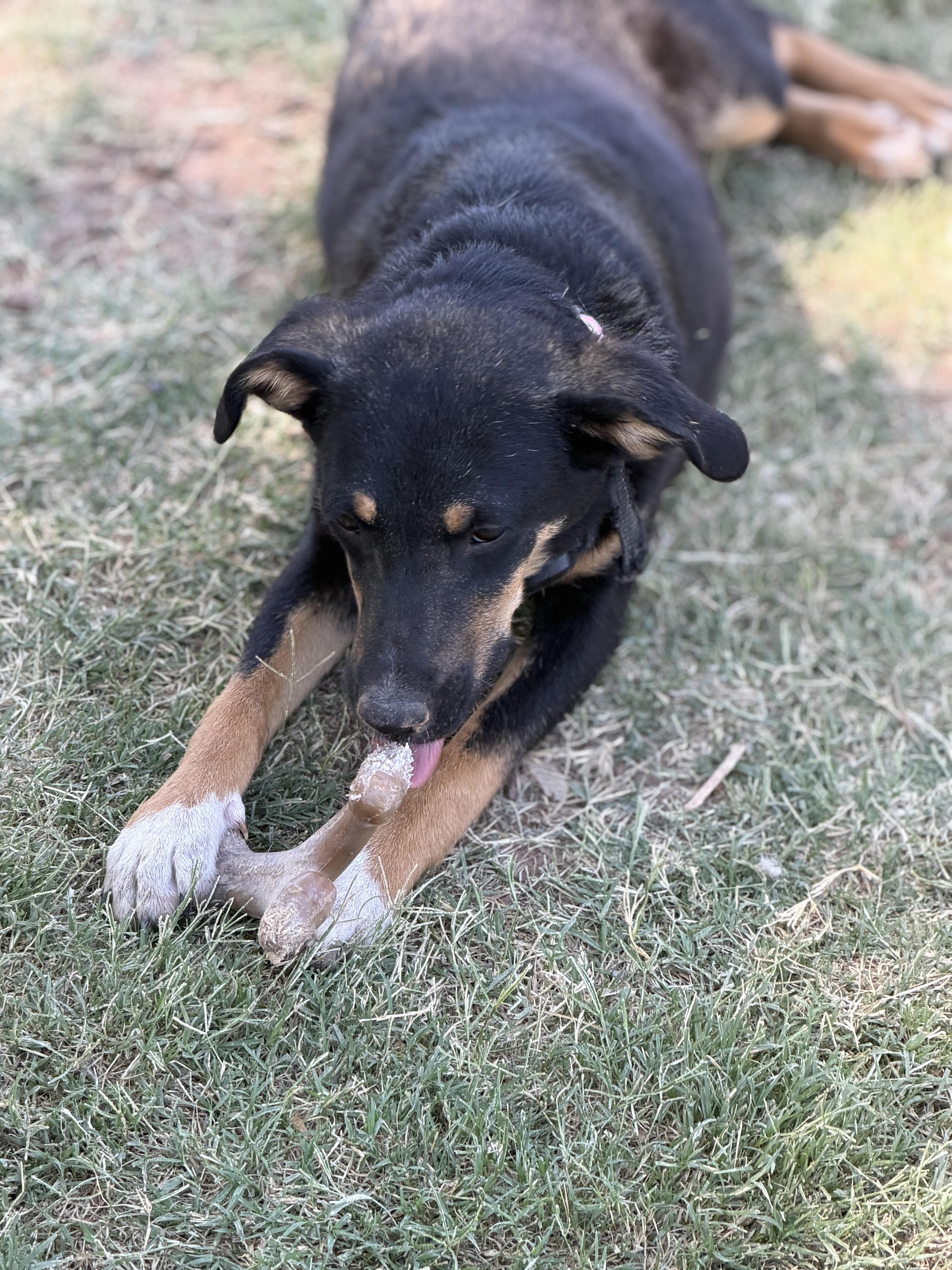 Gretel, a ADOPTABLE mixed breed in Gilbert, AZ image 4/4