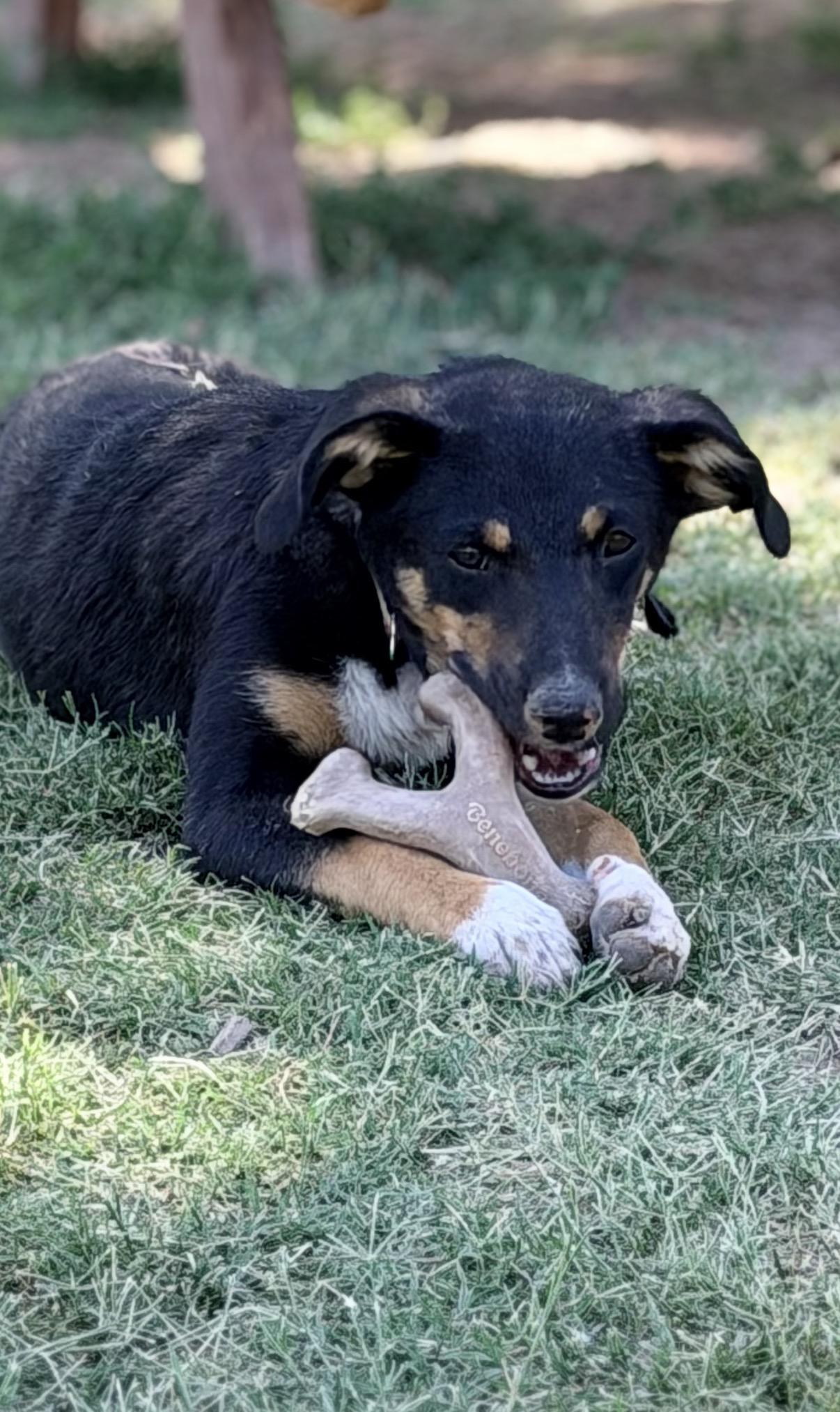 Gretel, a ADOPTABLE mixed breed in Gilbert, AZ image 3/4