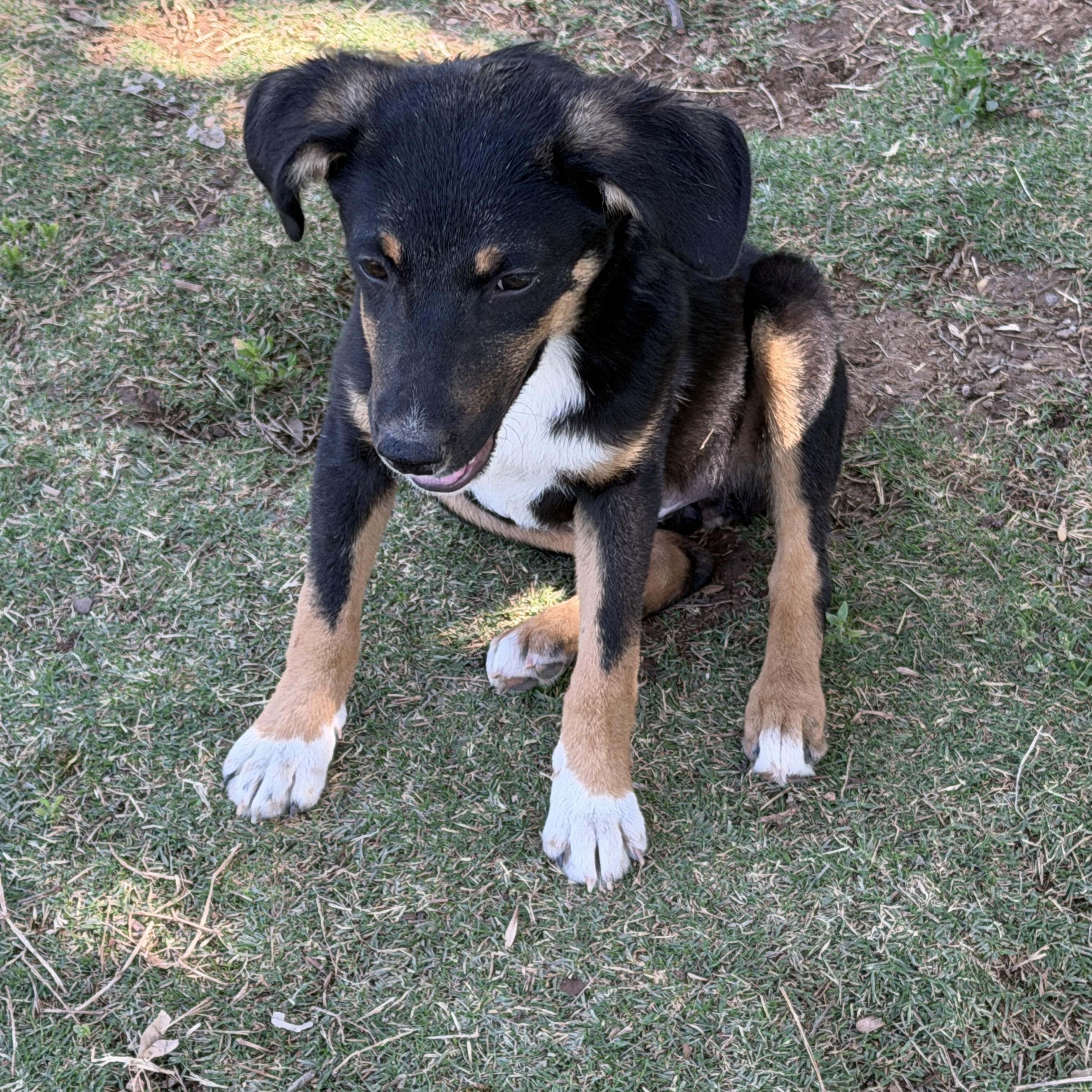 Enlarge Gretel, a ADOPTABLE mixed breed in Gilbert, AZ image 2/2